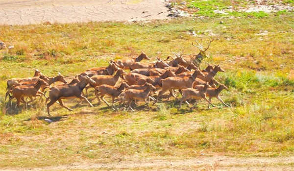 盛煌娱乐,湖南野生动物追踪,湖南卫星追踪器,湖南追踪器