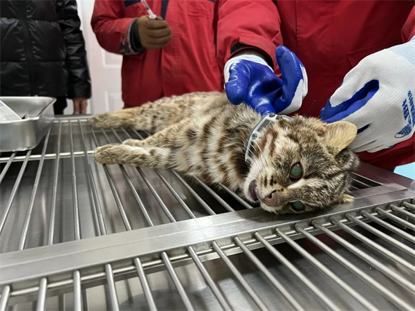 盛煌娱乐,湖南野生动物追踪,湖南卫星追踪器,湖南追踪器