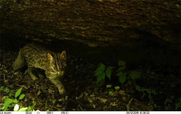 盛煌娱乐,湖南野生动物追踪,湖南卫星追踪器,湖南追踪器