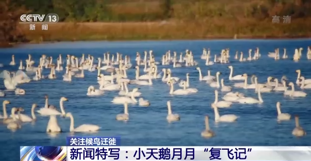 盛煌娱乐,湖南野生动物追踪,湖南卫星追踪器,湖南追踪器