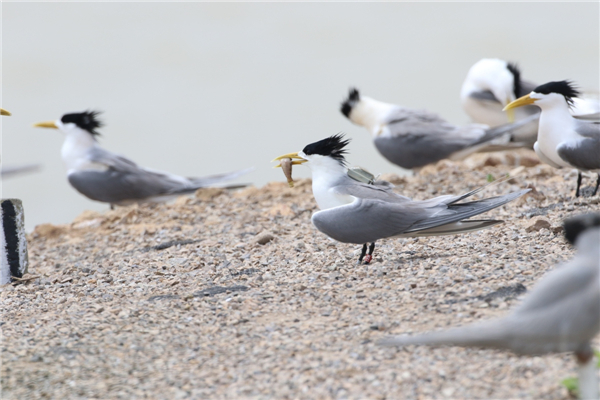 盛煌娱乐,湖南野生动物追踪,湖南卫星追踪器,湖南追踪器