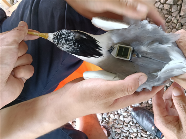 盛煌娱乐,湖南野生动物追踪,湖南卫星追踪器,湖南追踪器