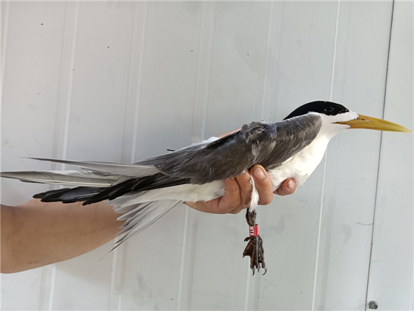 盛煌娱乐,湖南野生动物追踪,湖南卫星追踪器,湖南追踪器