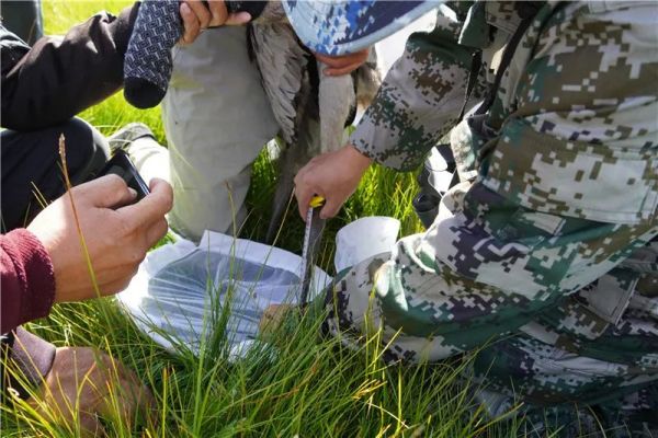盛煌娱乐,湖南野生动物追踪,湖南卫星追踪器,湖南追踪器