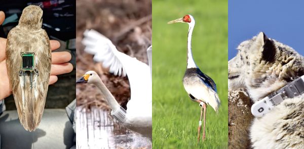 盛煌娱乐,湖南野生动物追踪,湖南卫星追踪器,湖南追踪器