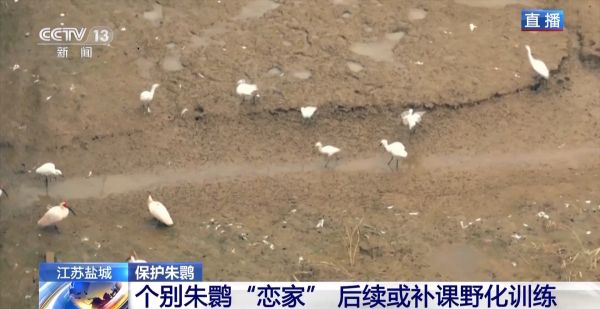 盛煌娱乐,湖南野生动物追踪,湖南卫星追踪器,湖南追踪器