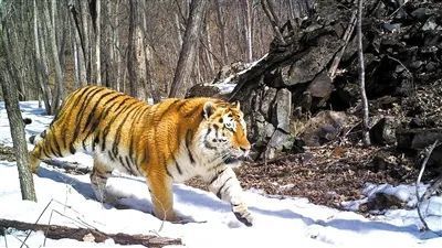 盛煌娱乐(中国游)·官方网站