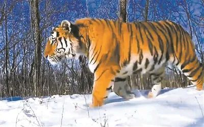 盛煌娱乐(中国游)·官方网站