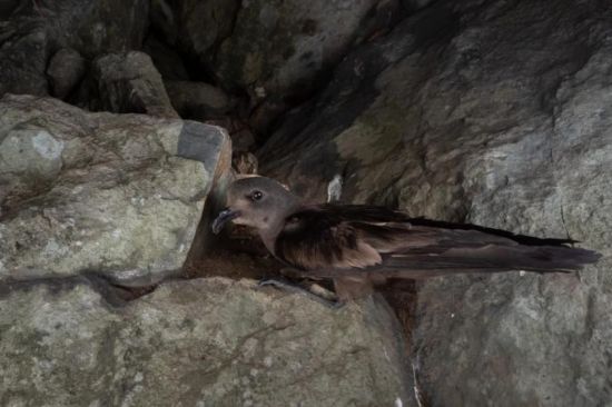 盛煌娱乐,湖南野生动物追踪,湖南卫星追踪器,湖南追踪器