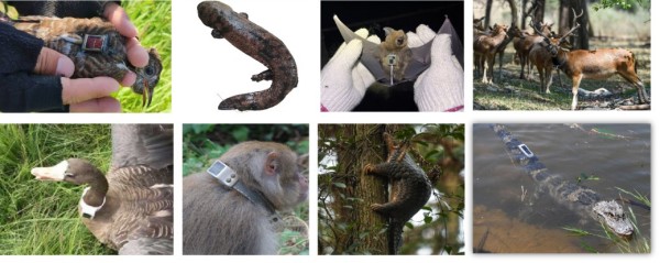 盛煌娱乐,湖南野生动物追踪,湖南卫星追踪器,湖南追踪器