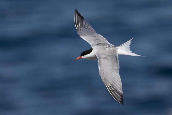 盛煌娱乐,湖南野生动物追踪,湖南卫星追踪器,湖南追踪器