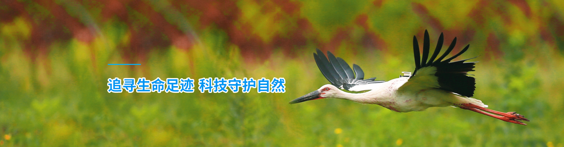 盛煌娱乐_湖南野生动物追踪|湖南卫星追踪器